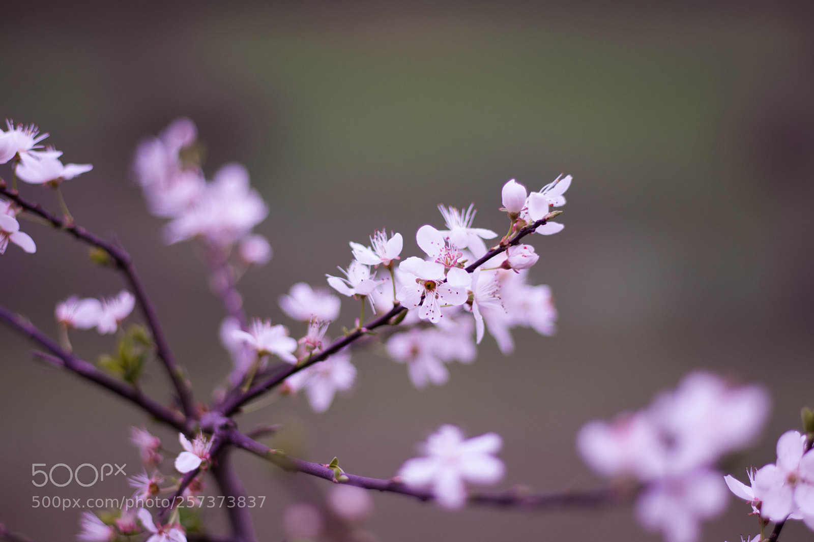 Canon EOS 77D (EOS 9000D / EOS 770D) sample photo. Pink blossom photography