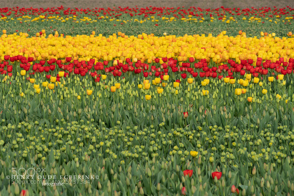 Sony a7R III sample photo. Flower fields, the netherlands photography