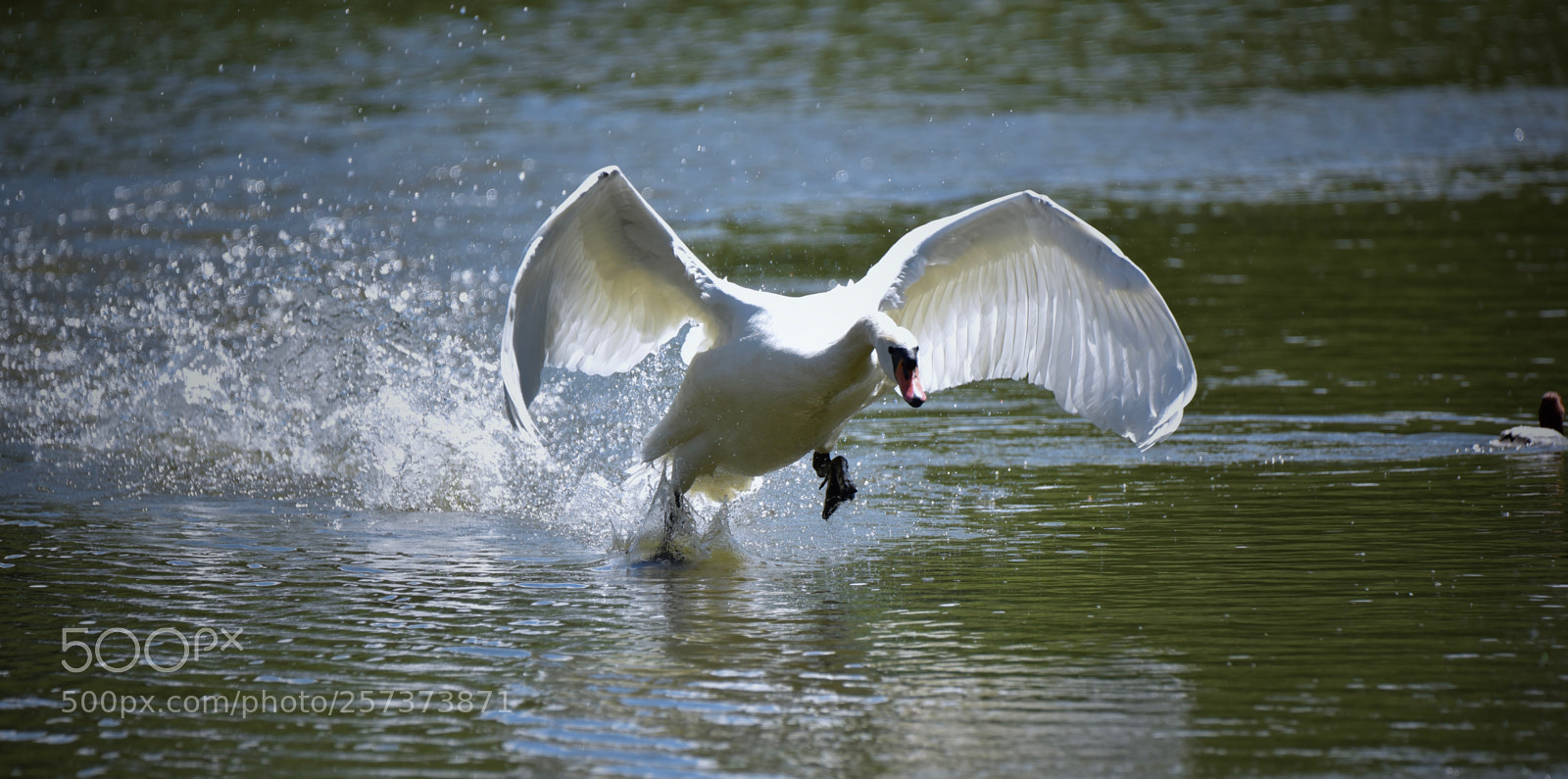 Nikon D750 sample photo. Swan in motion photography