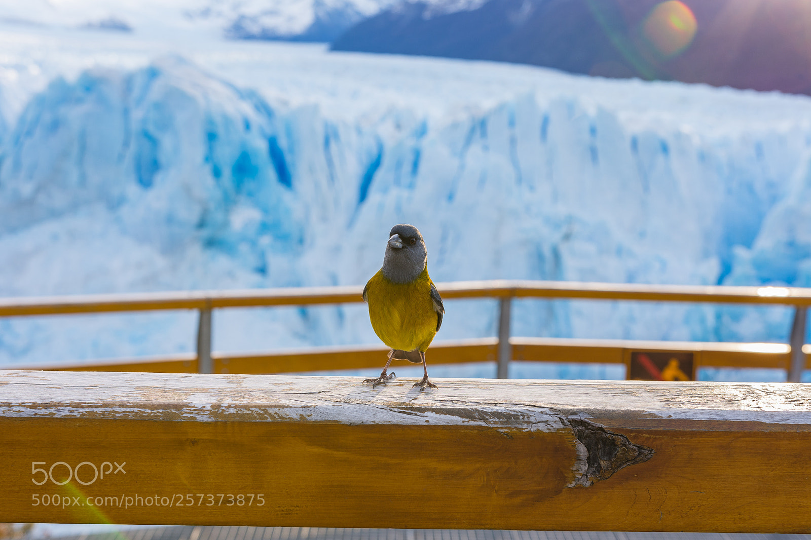 Nikon D7200 sample photo. Bird photography