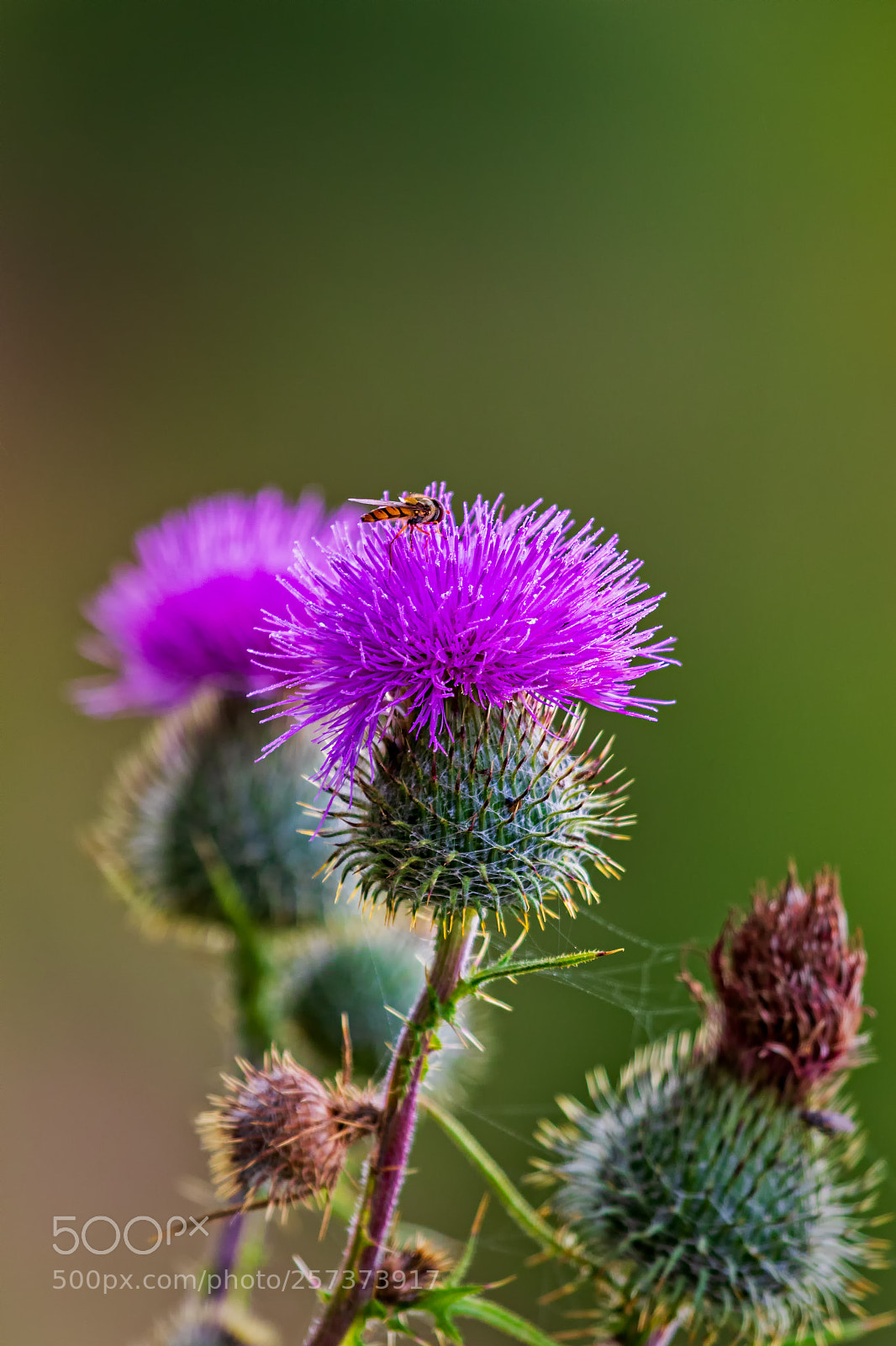 Canon EOS 7D Mark II sample photo. Beautiful and prickly... photography