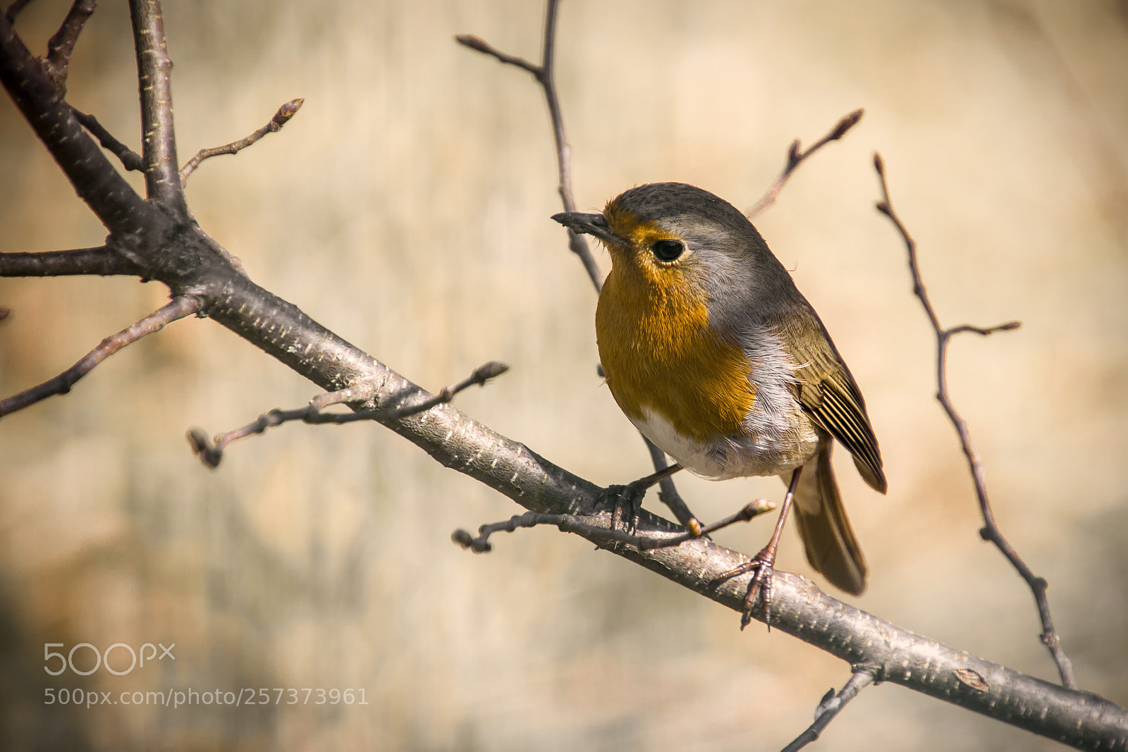 Canon EOS 550D (EOS Rebel T2i / EOS Kiss X4) sample photo. Spring sunny bird photography