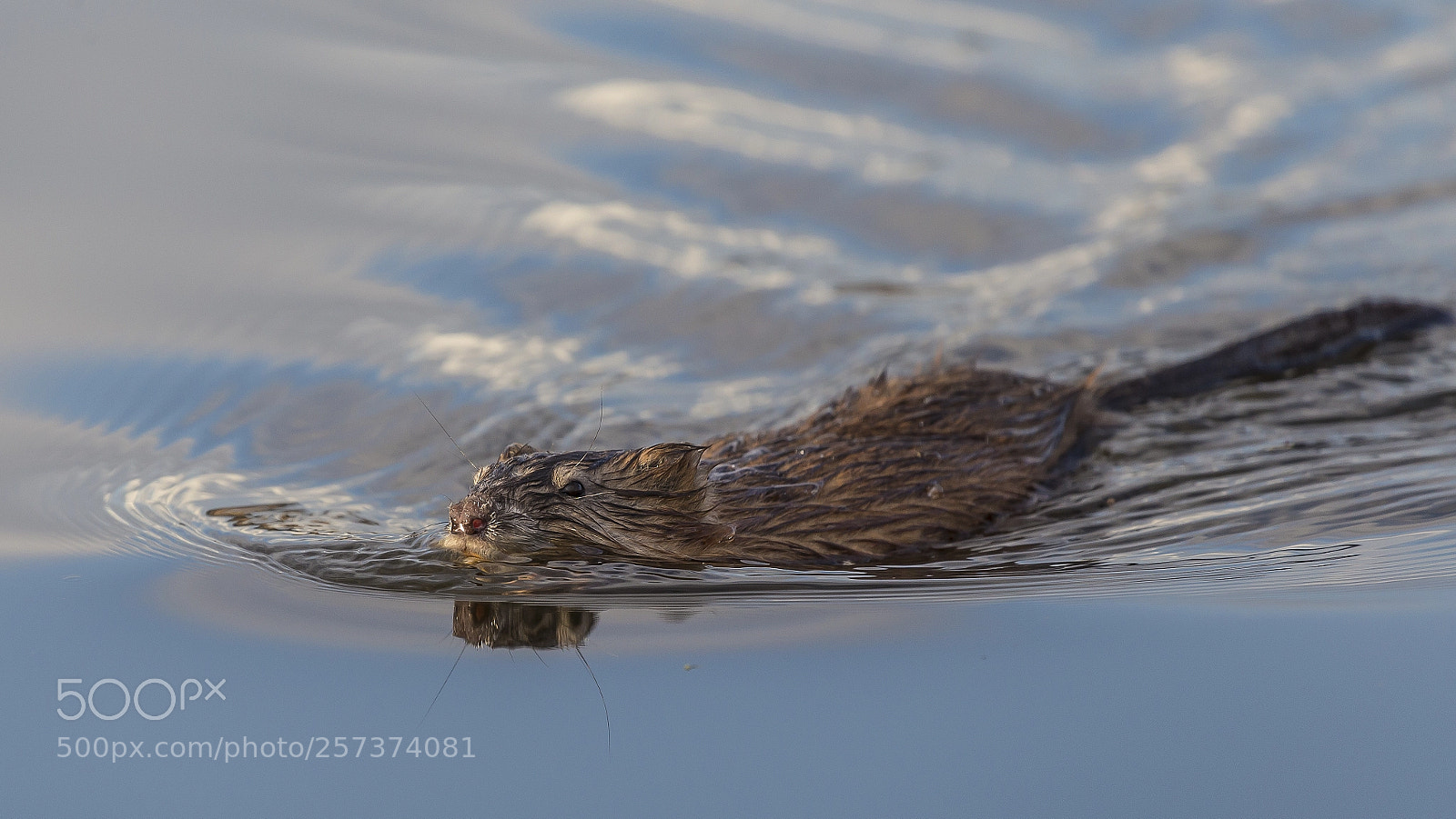 Canon EOS 6D sample photo. Muskrat swim by photography