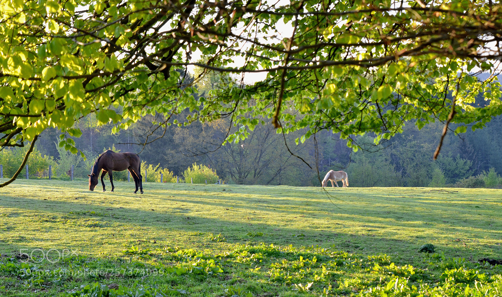 Nikon D7000 sample photo. Untitled photography