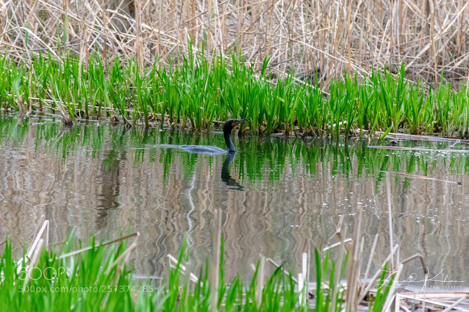 Nikon D3400 sample photo. Cormorant in wetlands  photography