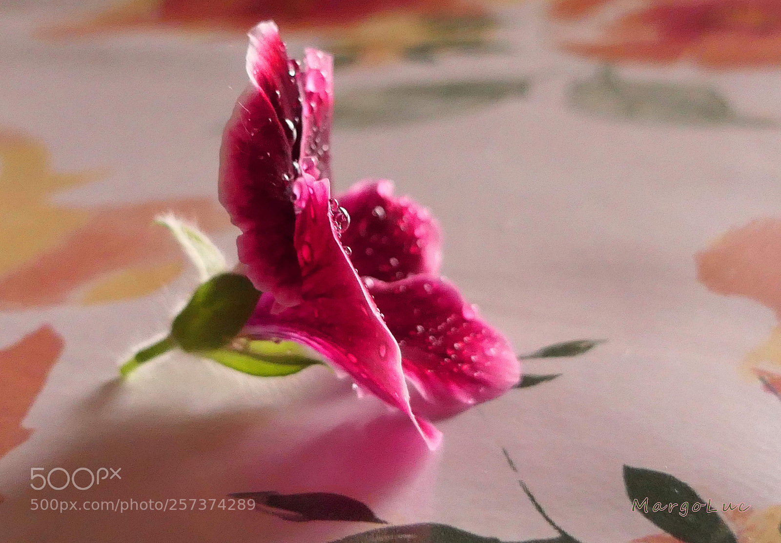 Panasonic Lumix DMC-FZ2500 (Lumix DMC-FZ2000) sample photo. Little pink flower ... photography