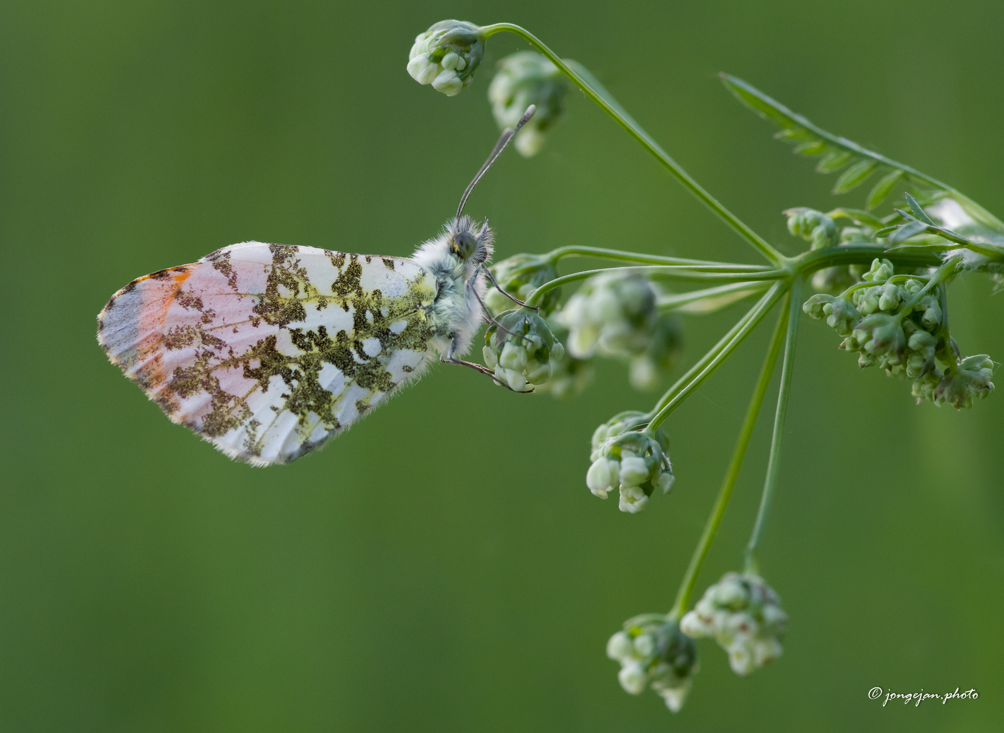 Pentax K-1 Mark II sample photo. Orange tip photography