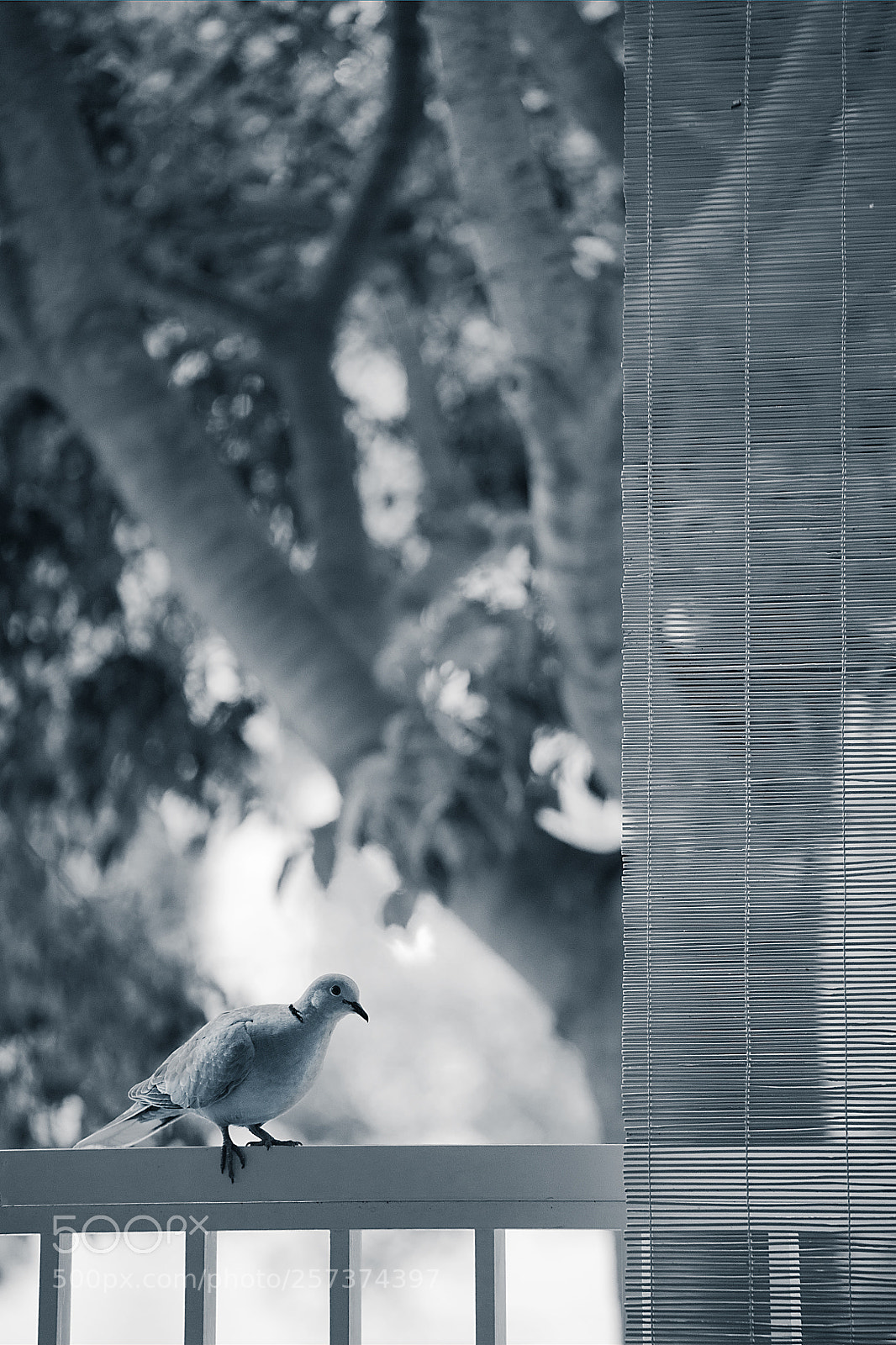 Canon EOS 5D sample photo. Una visita muy especial photography