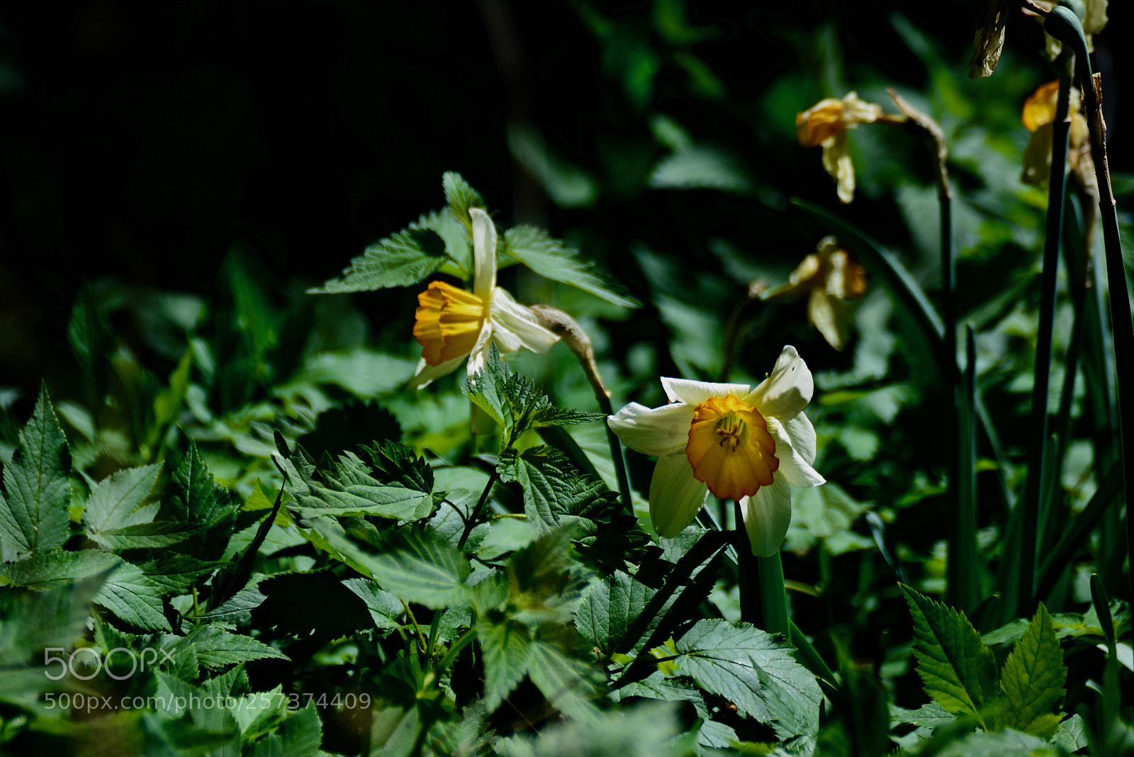 Nikon D5200 sample photo. Hidden flowers... photography