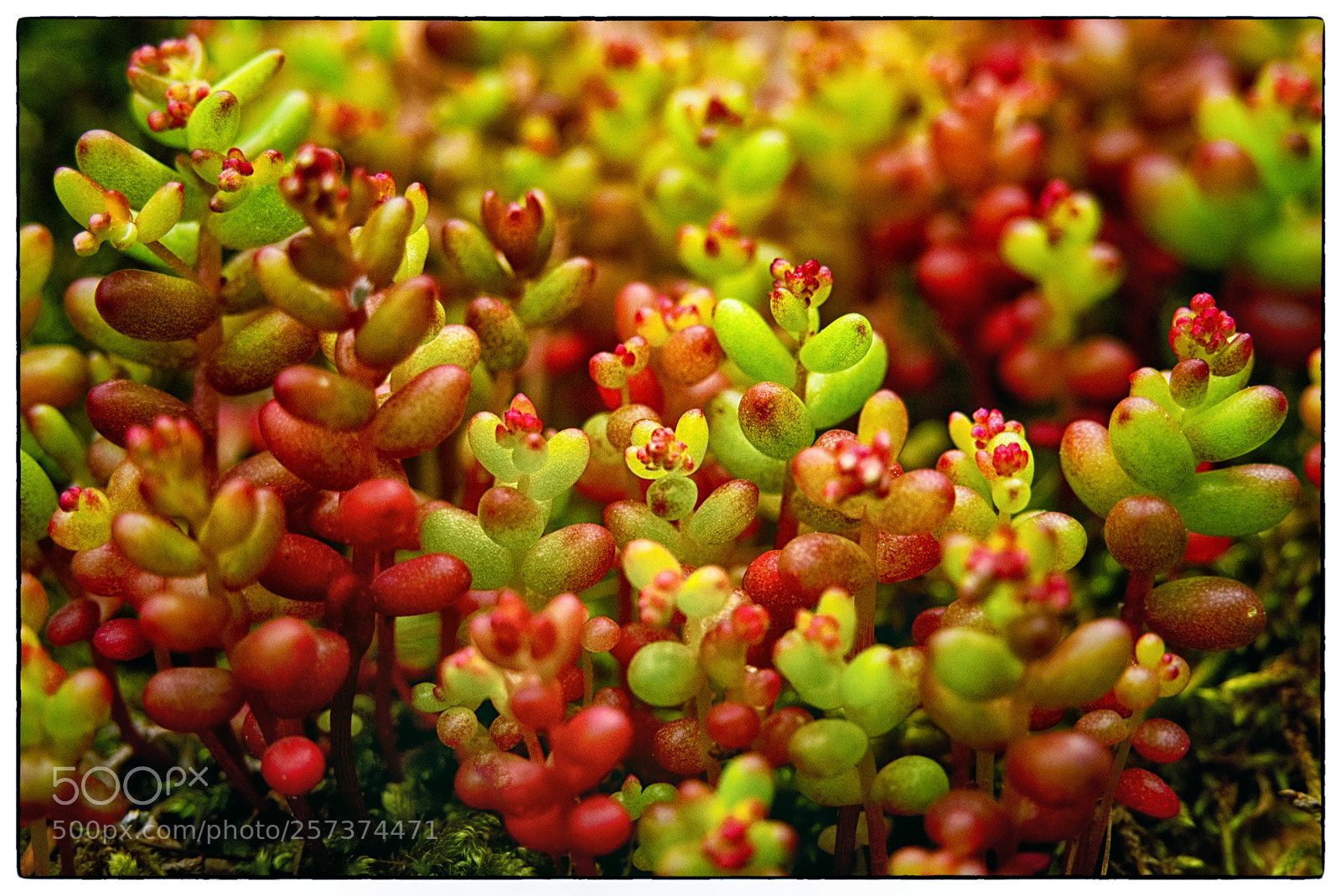 Sony a6000 sample photo. Sweet nature jelly bean photography