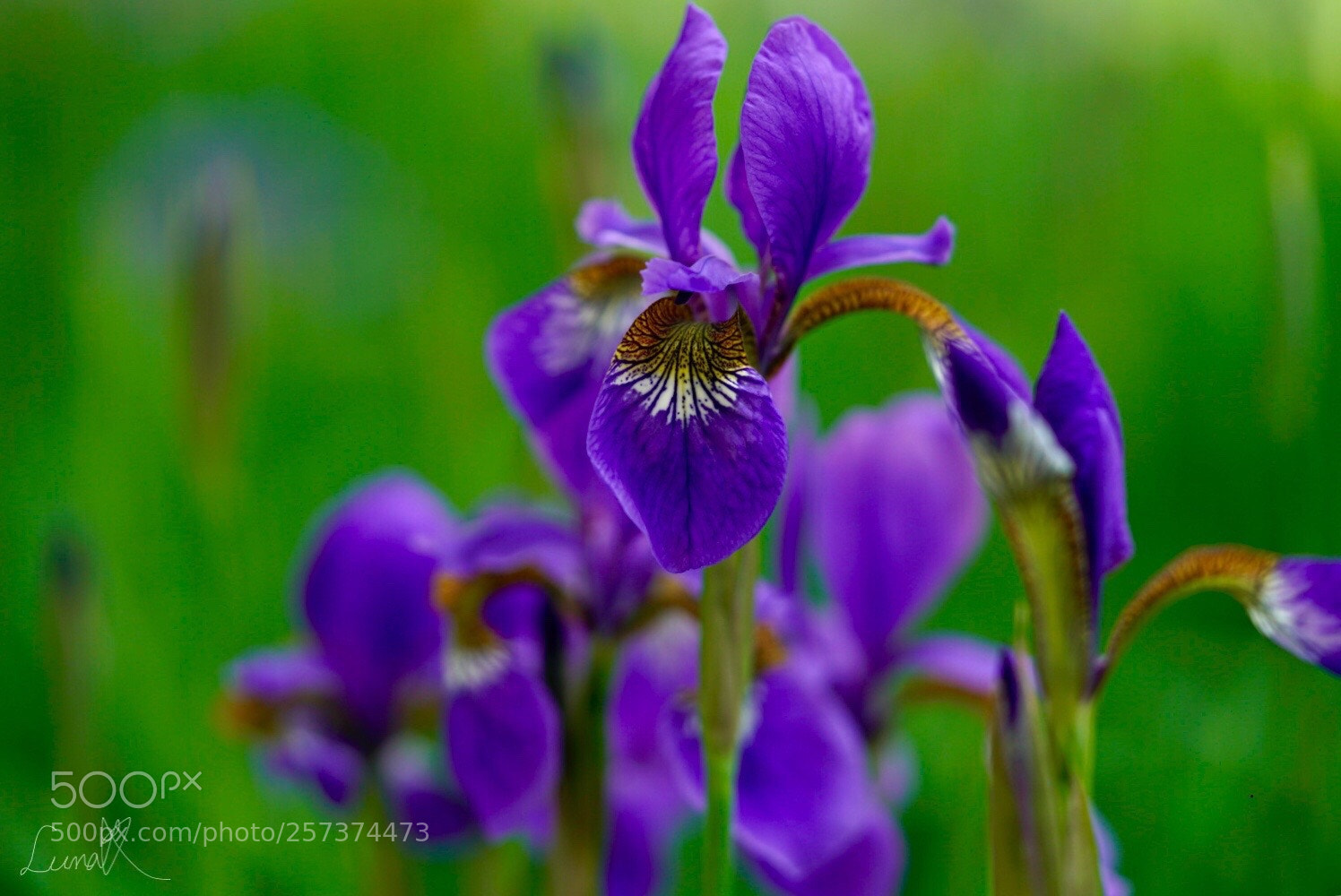 Sony a7R II sample photo. What is flower s photography