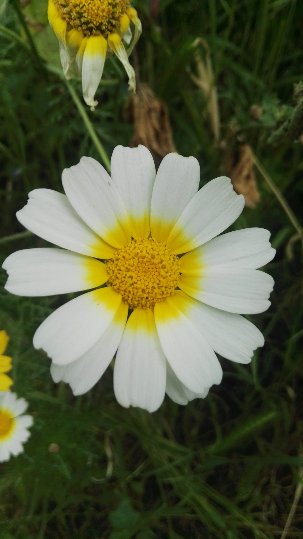 HUAWEI GX8 sample photo. Flowe photography