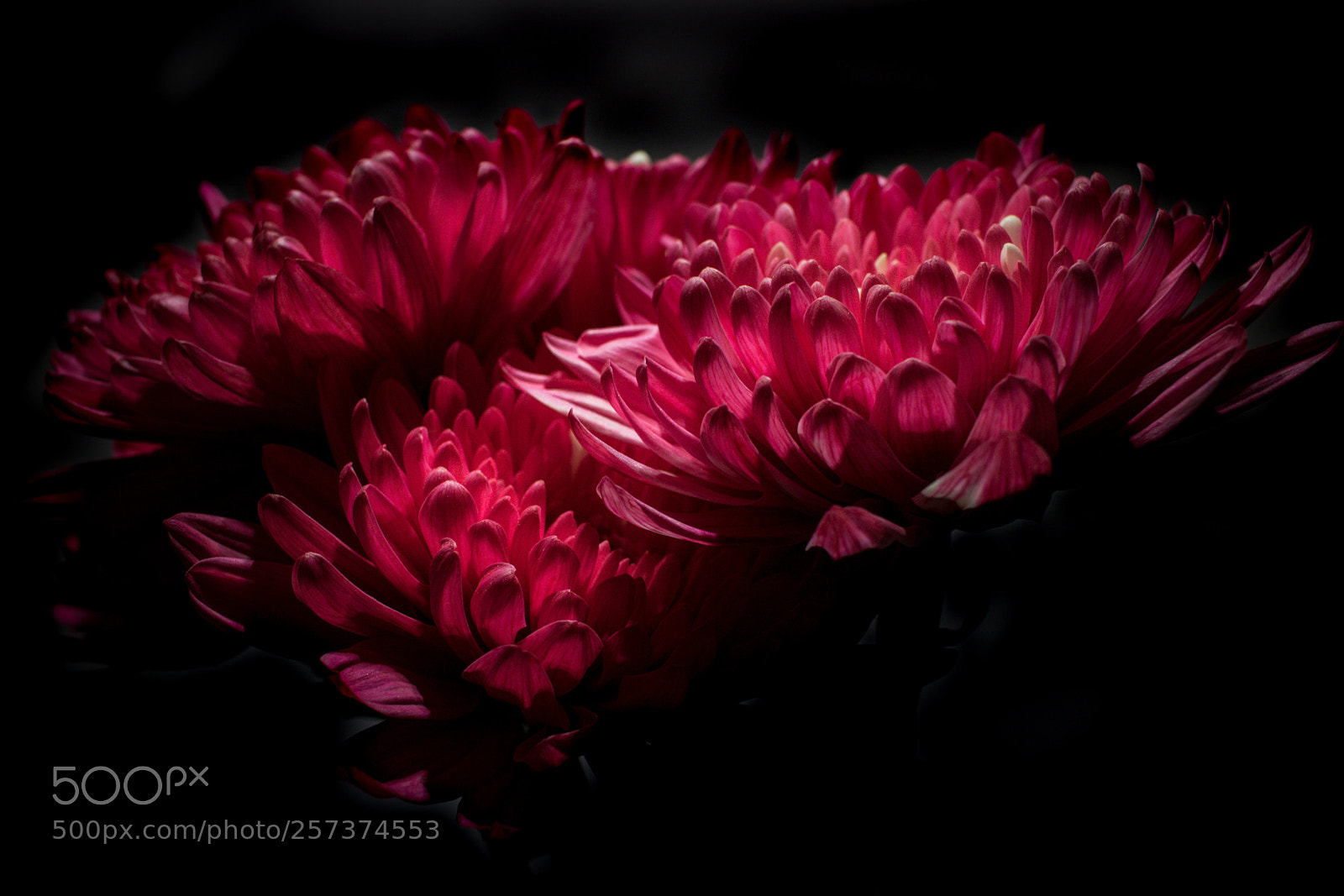 Canon EOS 750D (EOS Rebel T6i / EOS Kiss X8i) sample photo. Petals photography