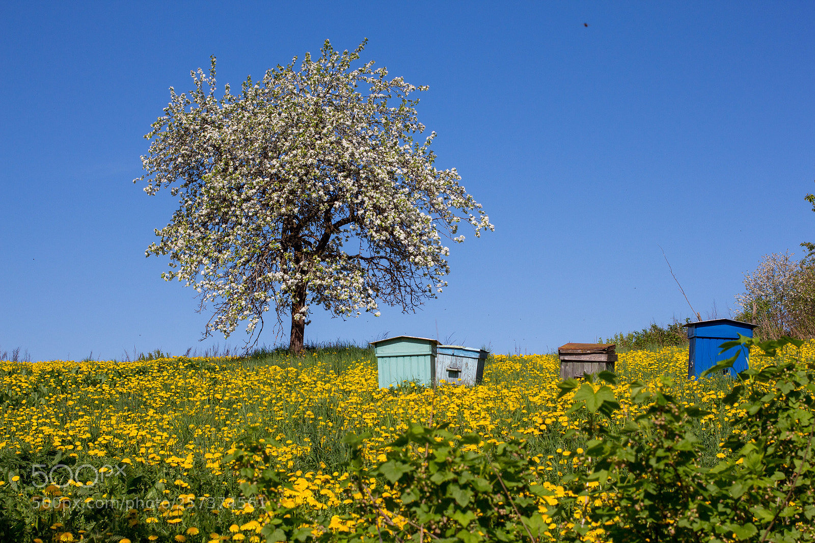 Canon EOS 650D (EOS Rebel T4i / EOS Kiss X6i) sample photo. Apple tree in bloom photography