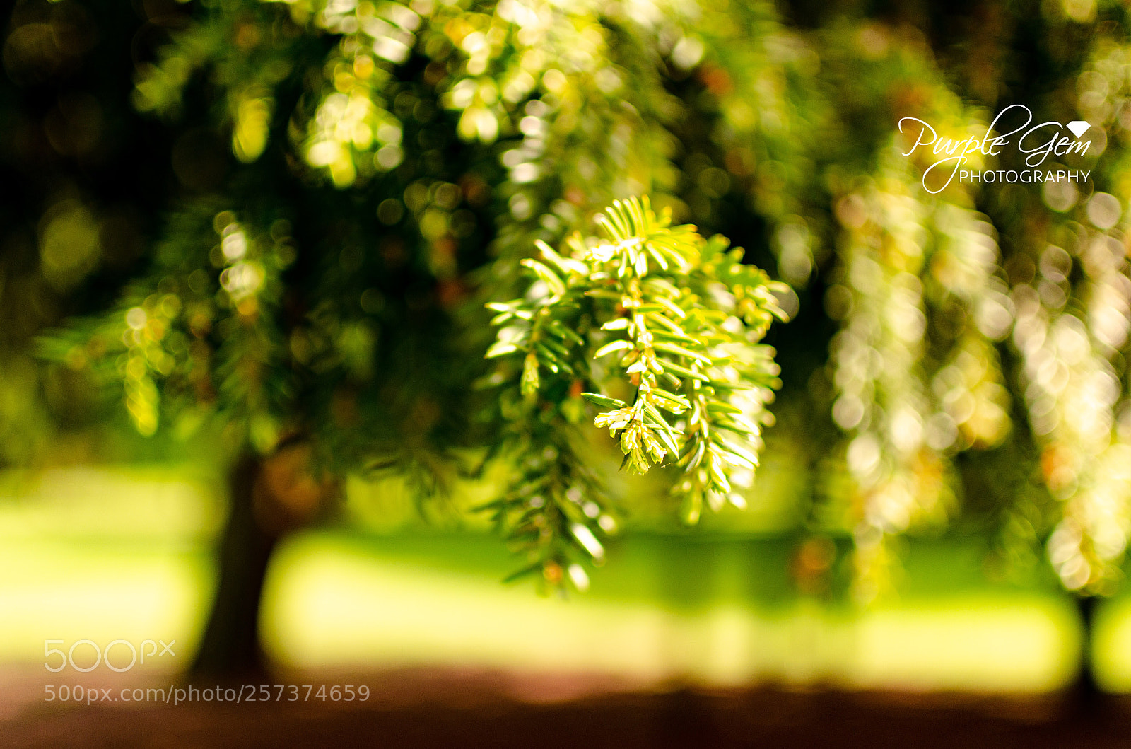 Nikon D7000 sample photo. Nature 101 photography