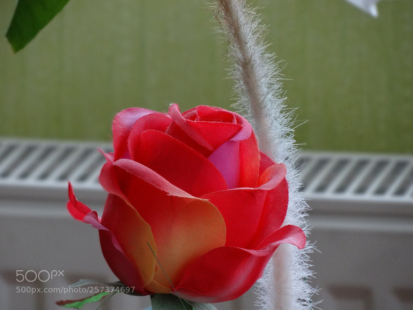 Sony Cyber-shot DSC-HX300 sample photo. Dsc photography