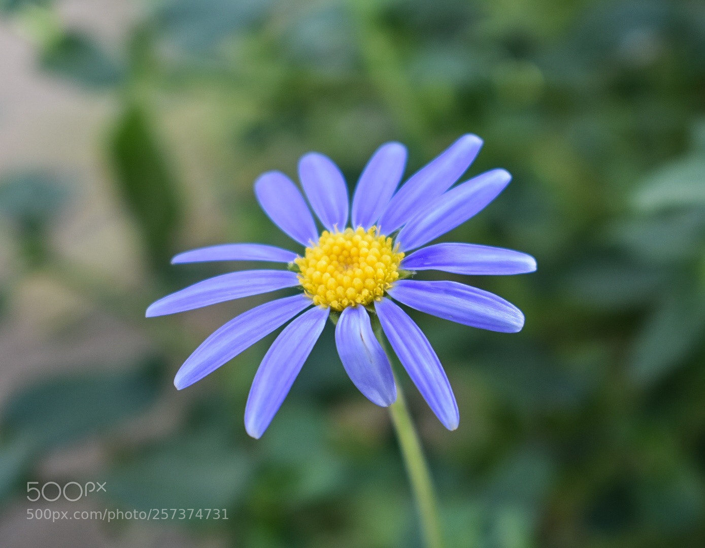Nikon D3400 sample photo. Purple photography