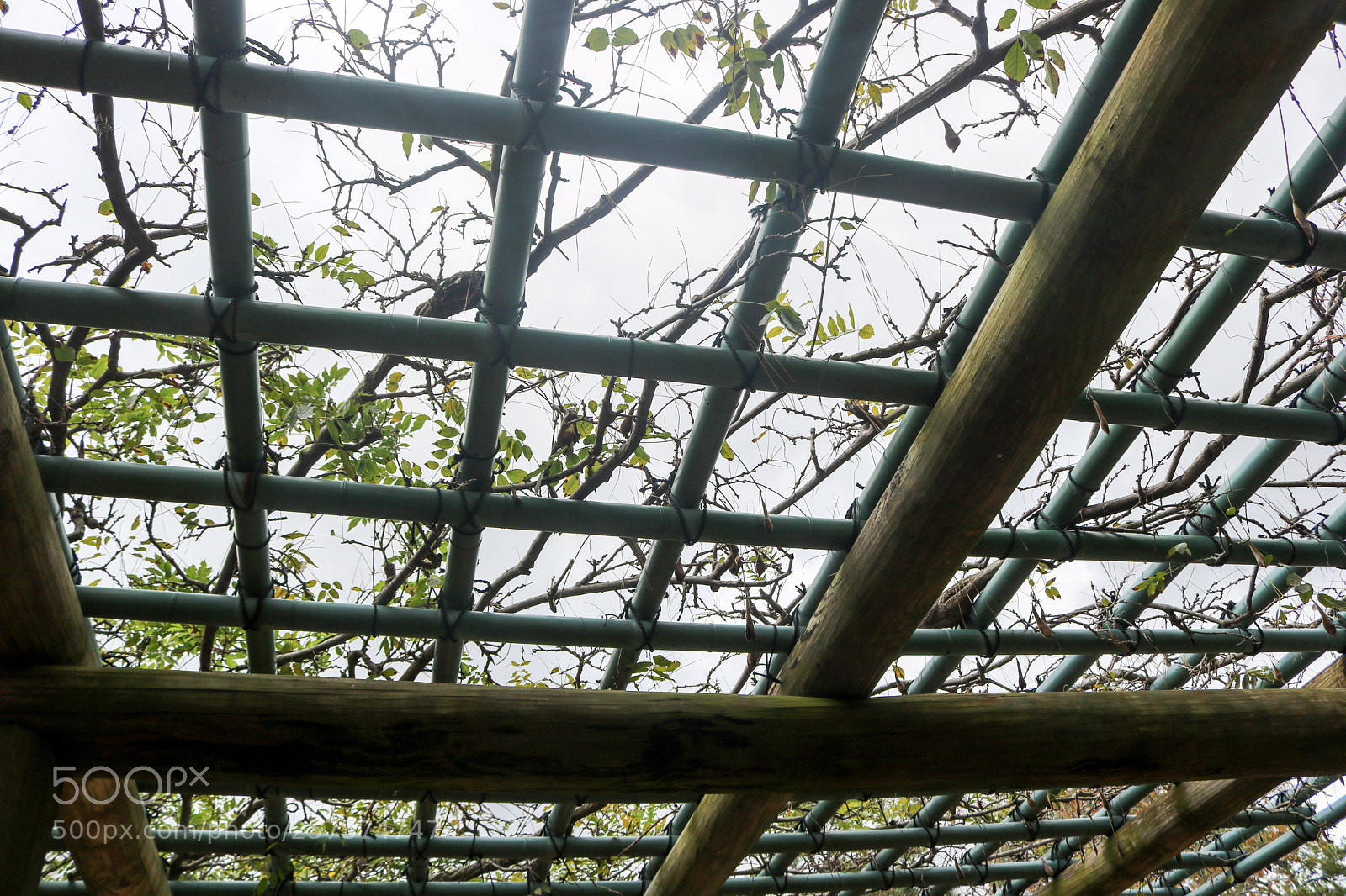 Canon EOS 750D (EOS Rebel T6i / EOS Kiss X8i) sample photo. Shelter of vines photography