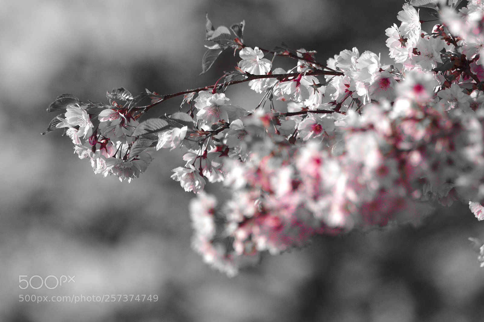 Nikon D500 sample photo. Flower works photography