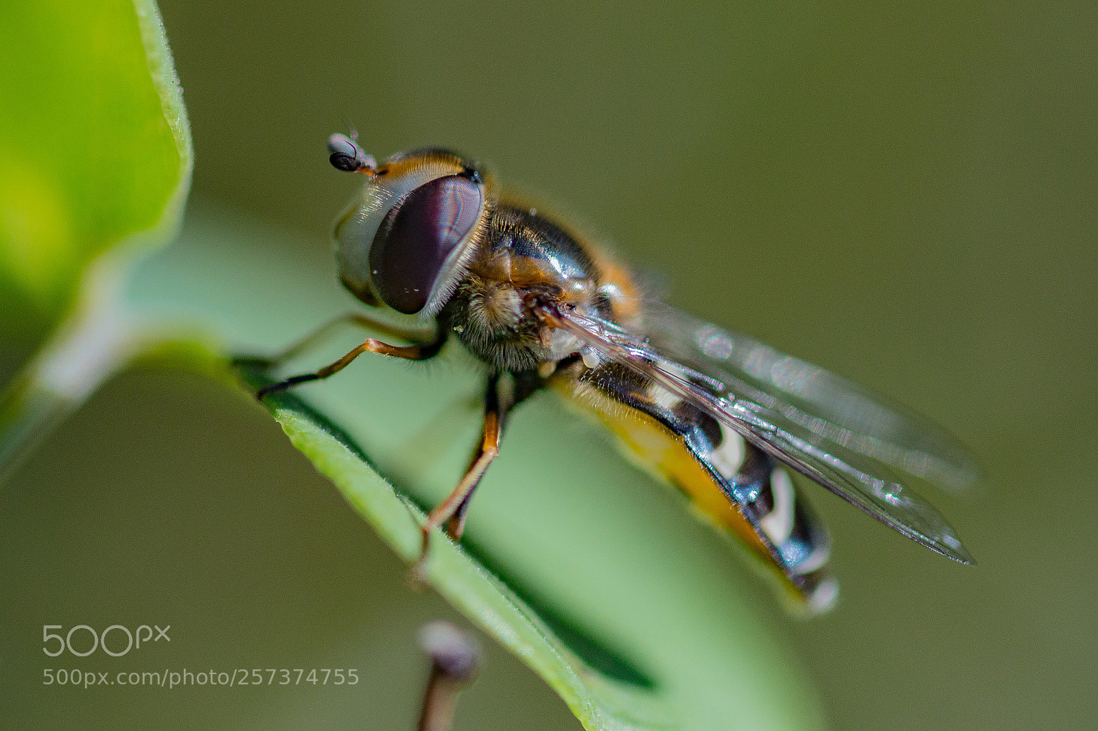 Canon EOS 70D sample photo. Natural photography