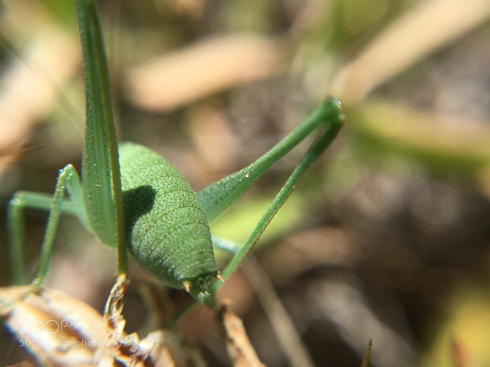 Apple iPhone SE sample photo. Greenhopper  photography