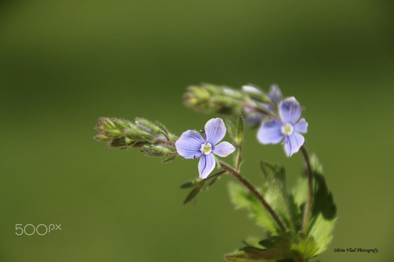 Canon EOS 700D (EOS Rebel T5i / EOS Kiss X7i) sample photo. Blue over green photography
