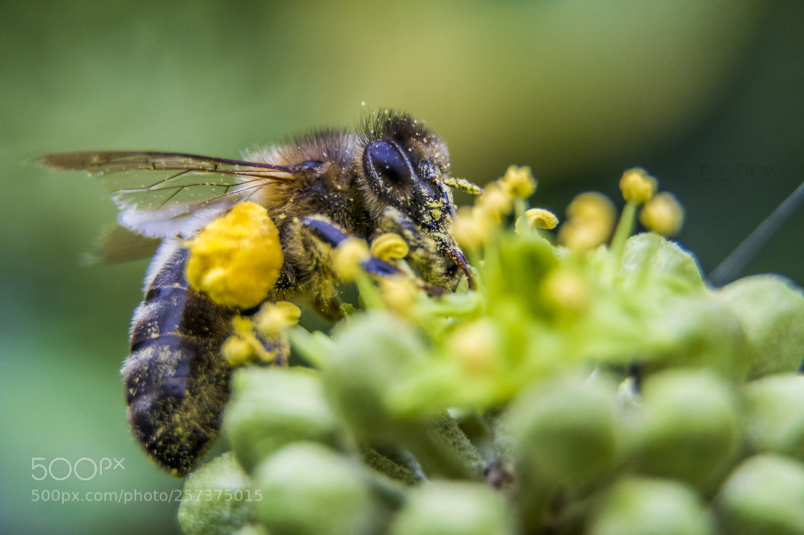 Canon EOS 550D (EOS Rebel T2i / EOS Kiss X4) sample photo. European bee photography