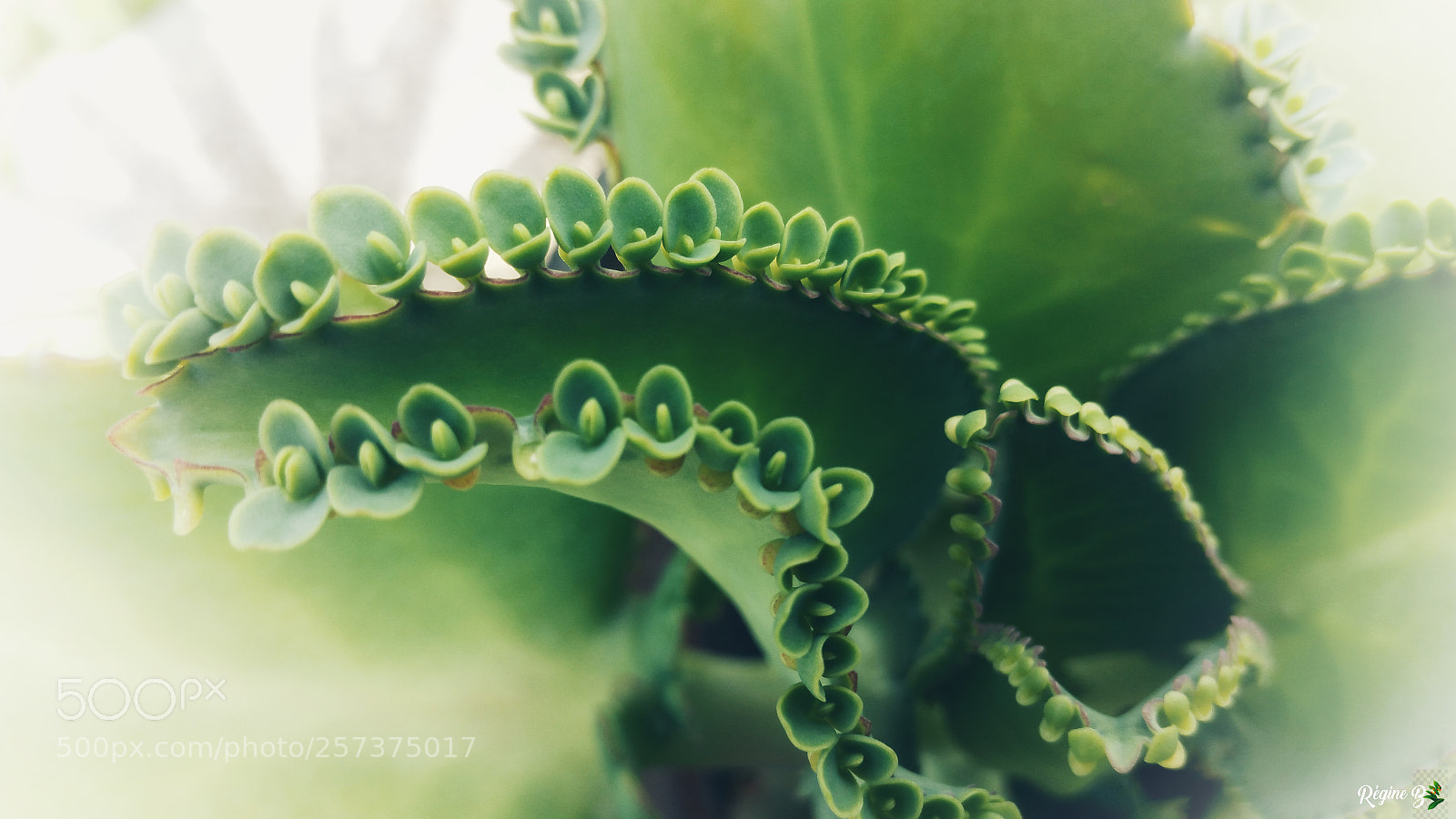 Samsung Galaxy Note4 sample photo. Green flowers of leaf photography