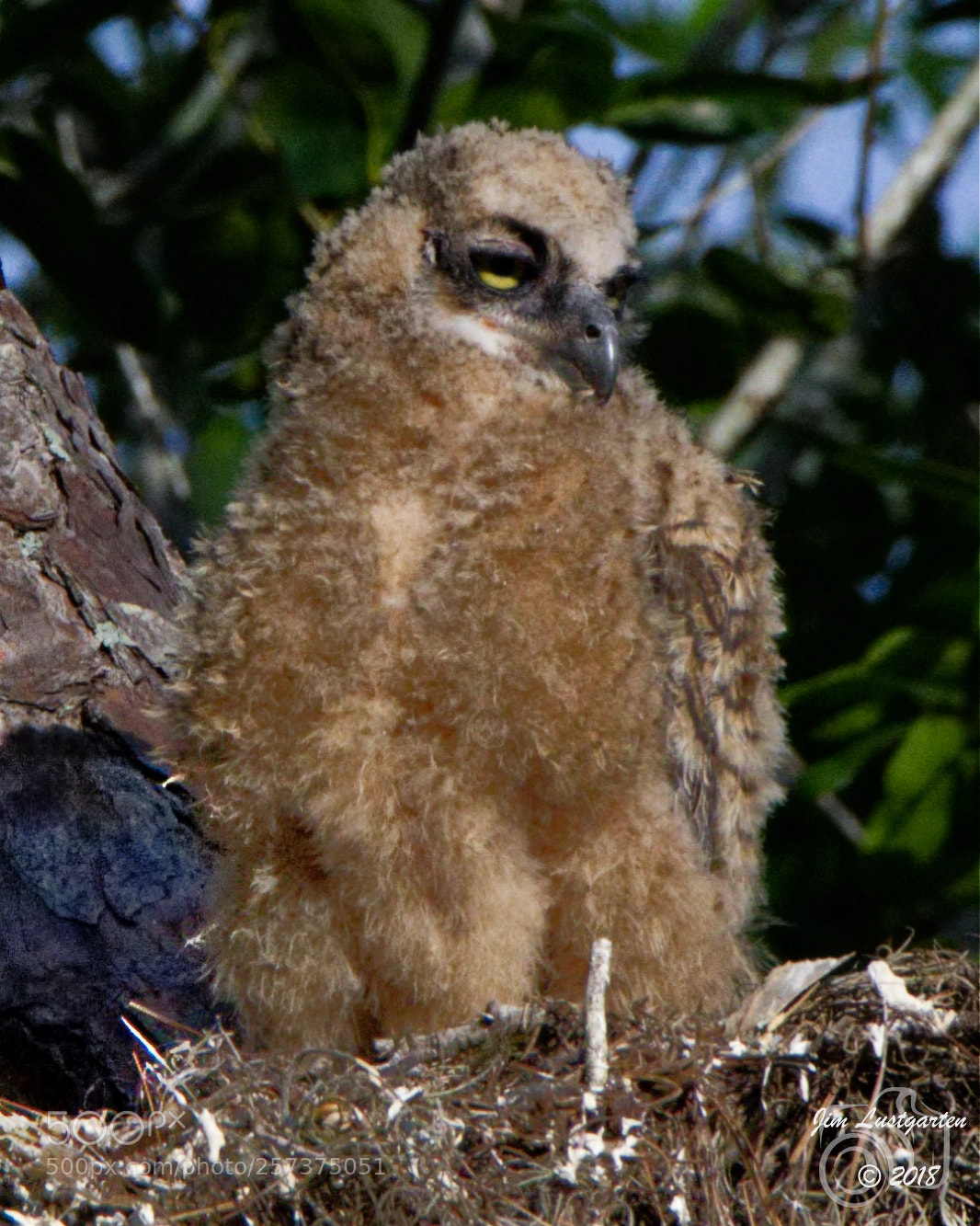 Nikon D500 sample photo. A young barred owk photography
