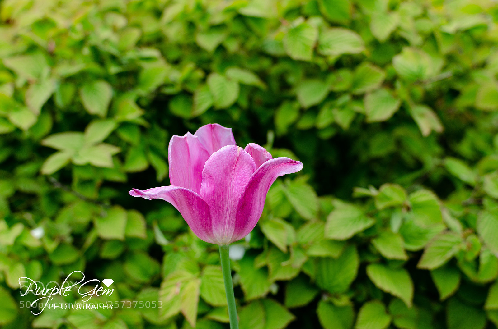 Nikon D7000 sample photo. Blooming  photography