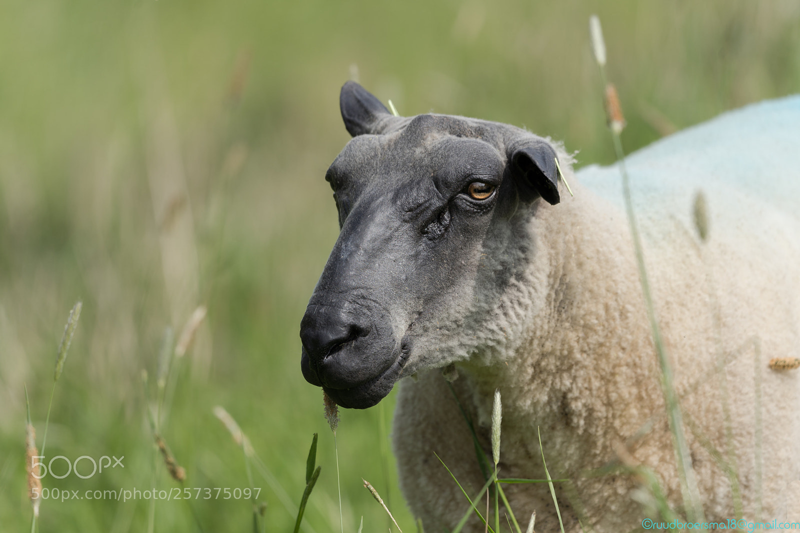 Sony a7 III sample photo. Schaap photography