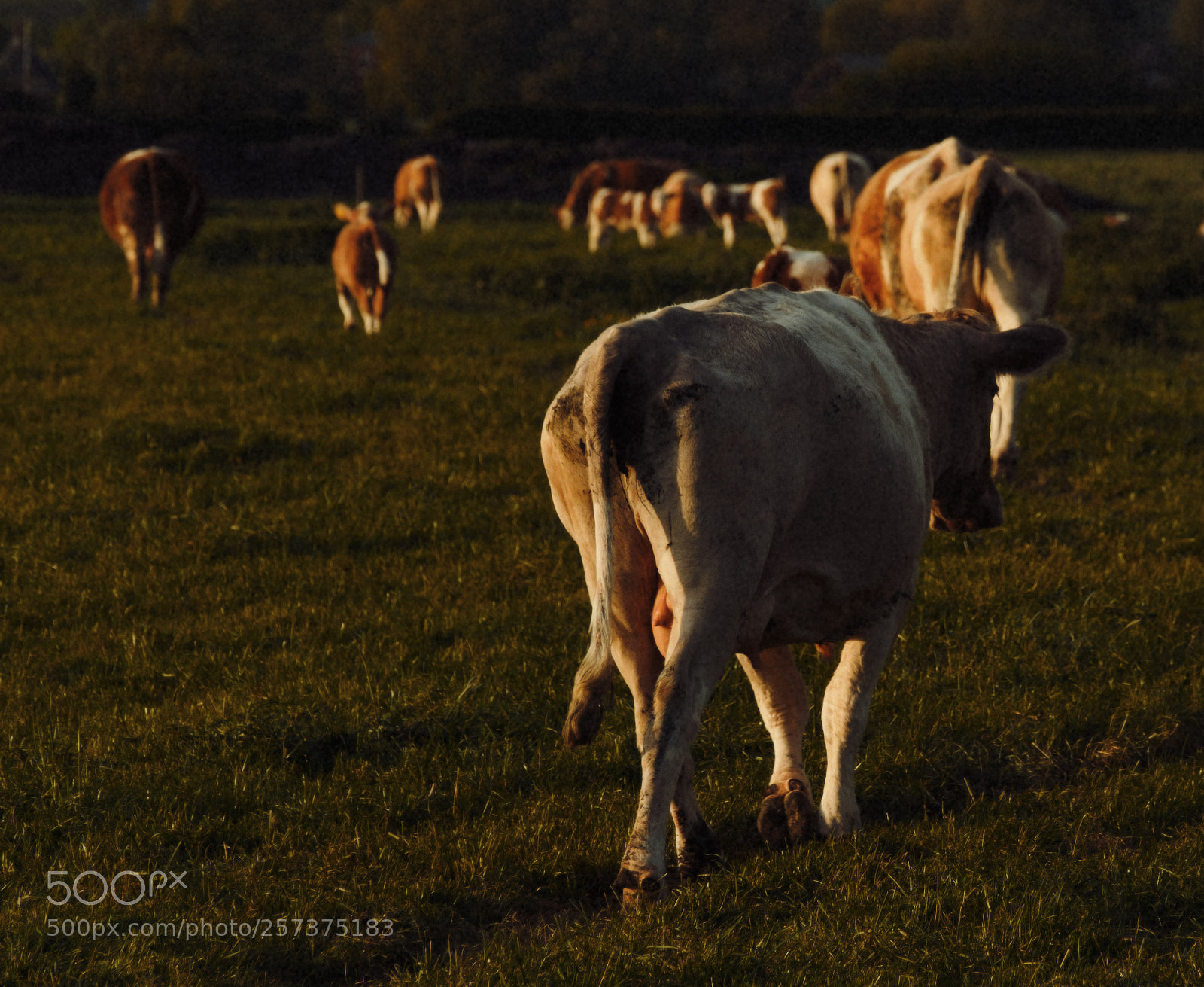 Fujifilm X-T2 sample photo. 'til the cows come photography