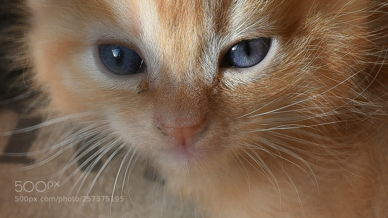 Nikon D750 sample photo. Portrait chaton photography