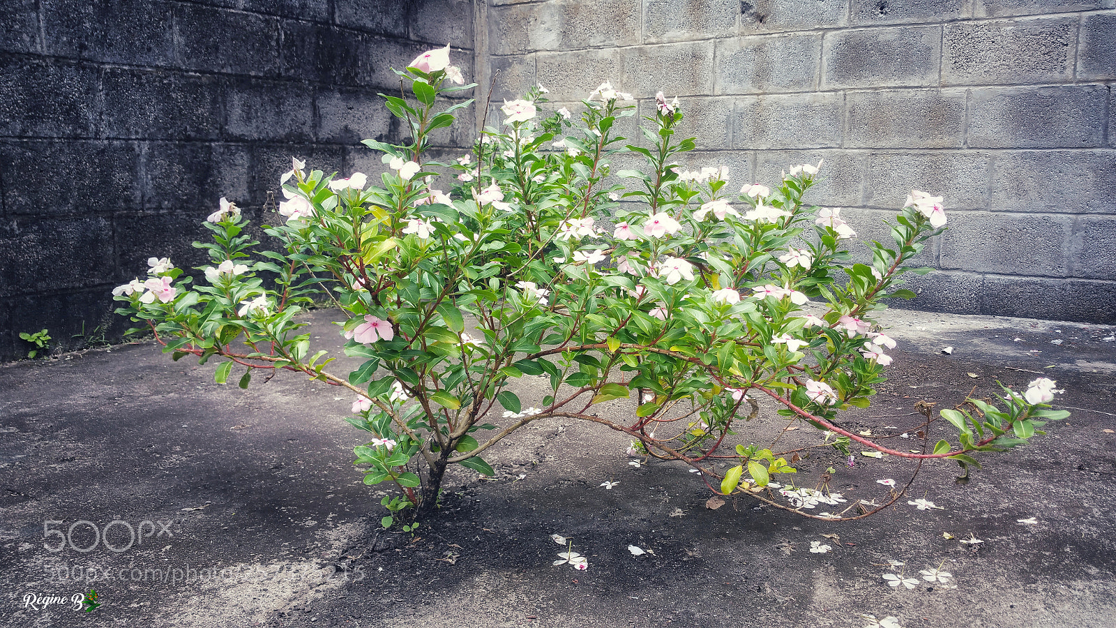 Samsung Galaxy Note4 sample photo. Floral resilience photography