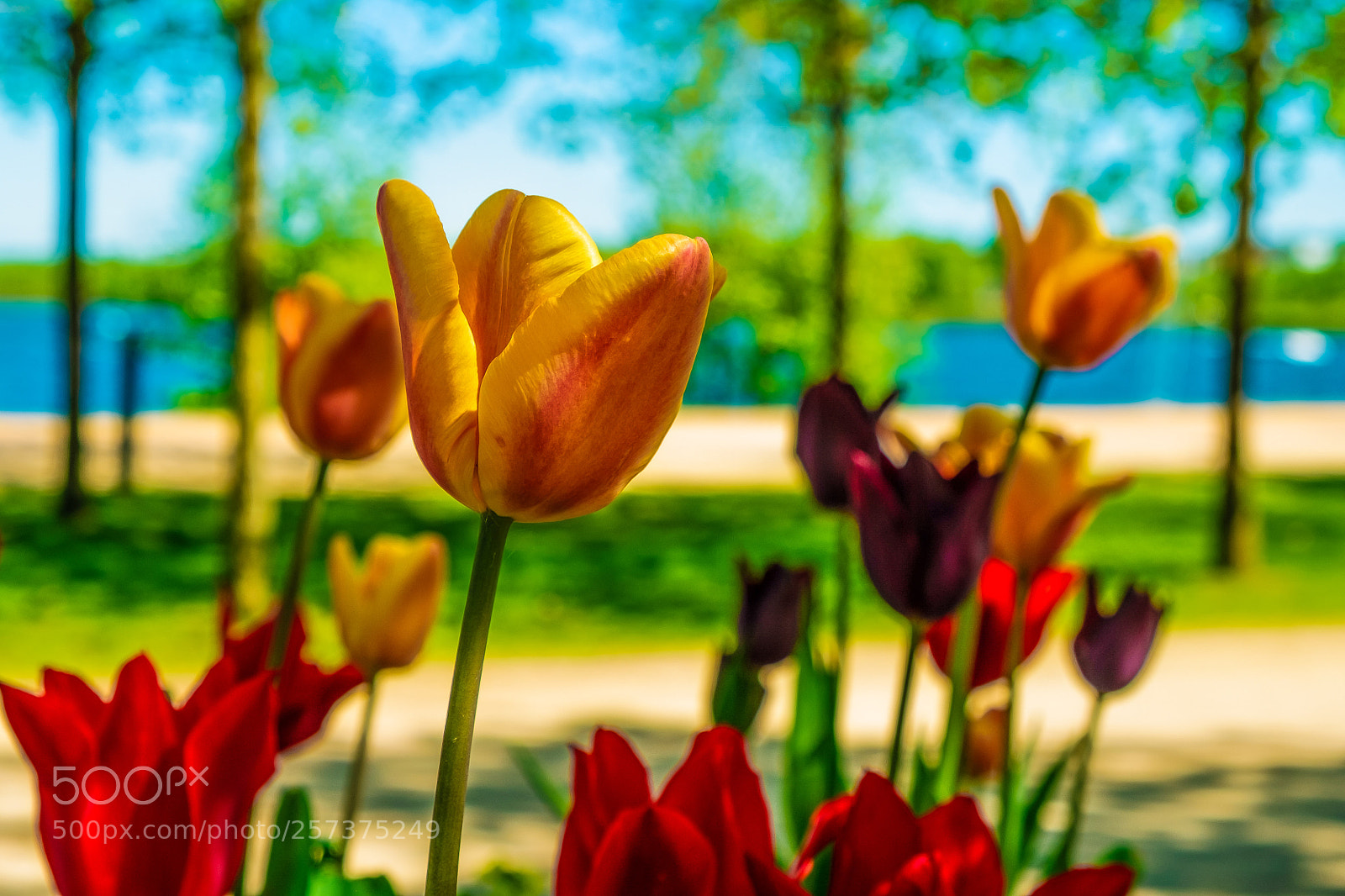 Fujifilm X-Pro1 sample photo. Blumen im stadtpark photography