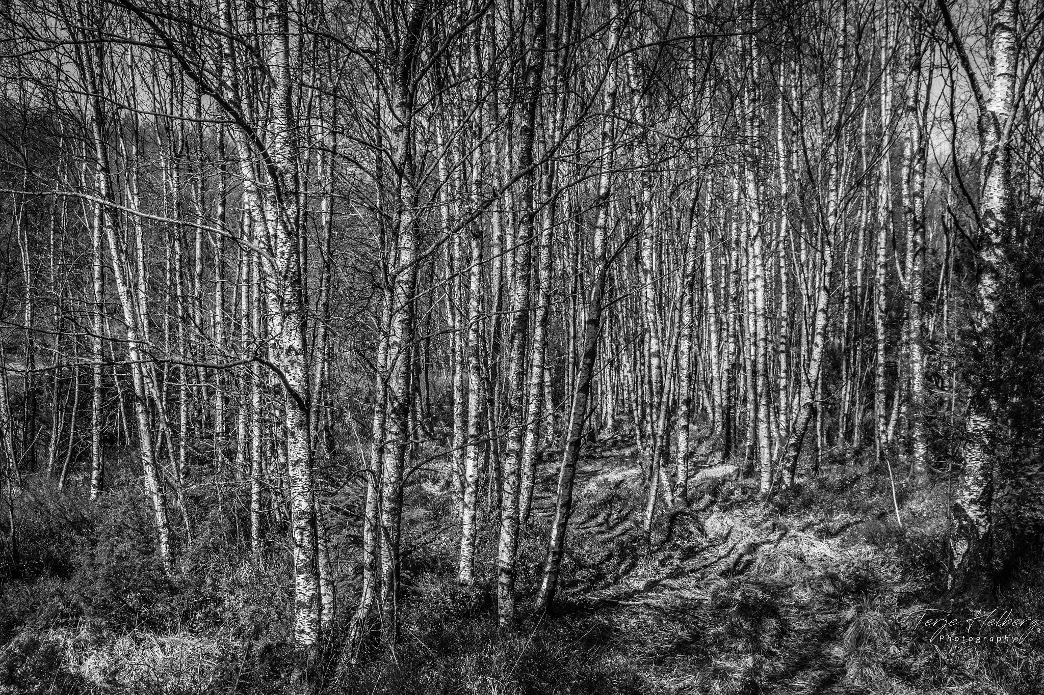 Samsung NX30 sample photo. "into the forest" photography
