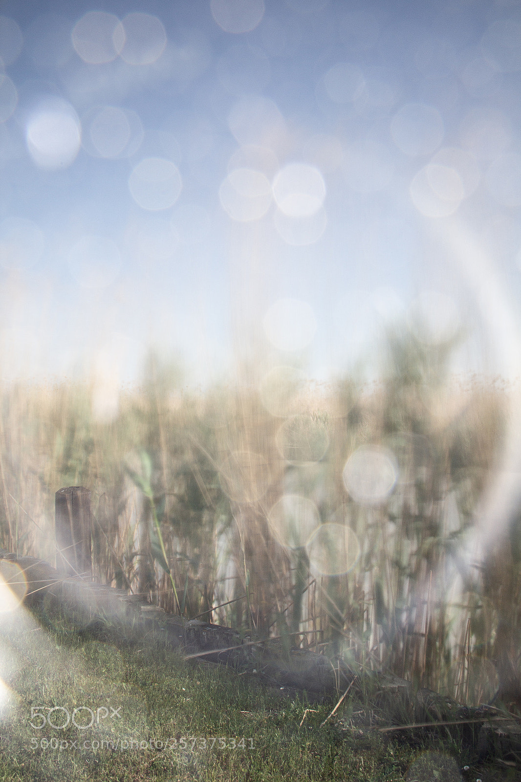 Canon EOS 60D sample photo. Dreaming photography