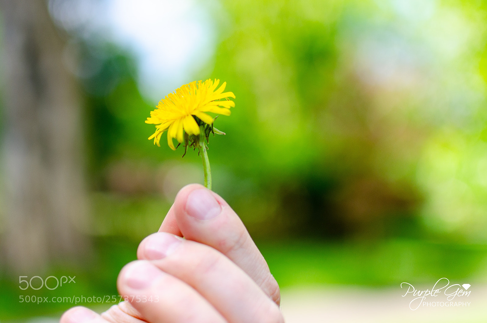 Nikon D7000 sample photo. Humble flower photography