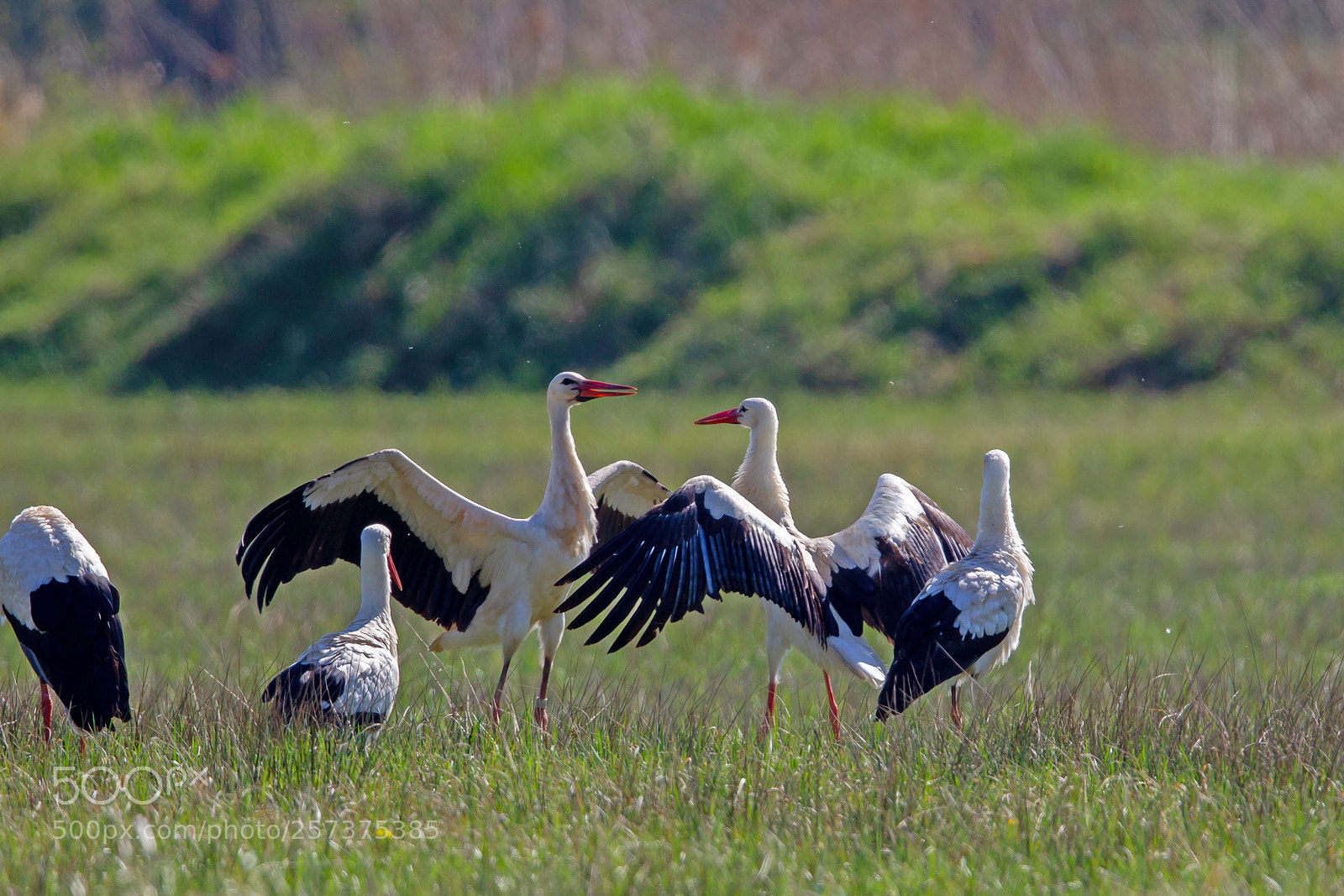 Canon EOS-1D Mark IV sample photo. White storks (ciconia ciconia) photography