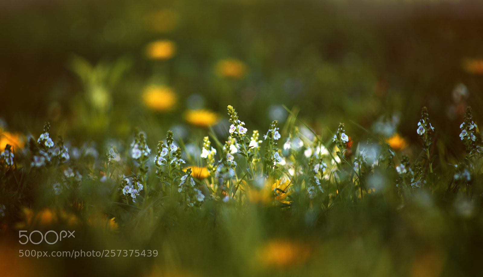 Canon EOS 5D Mark II sample photo. ... photography