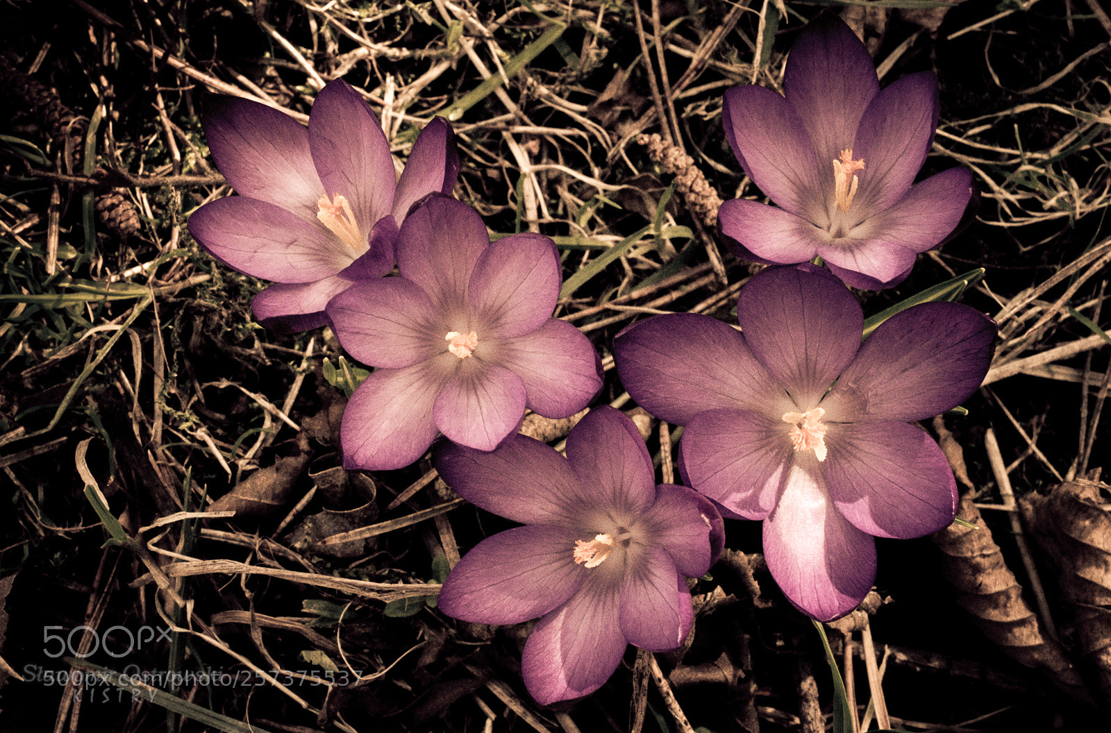 Fujifilm X-T1 sample photo. Crocuses photography