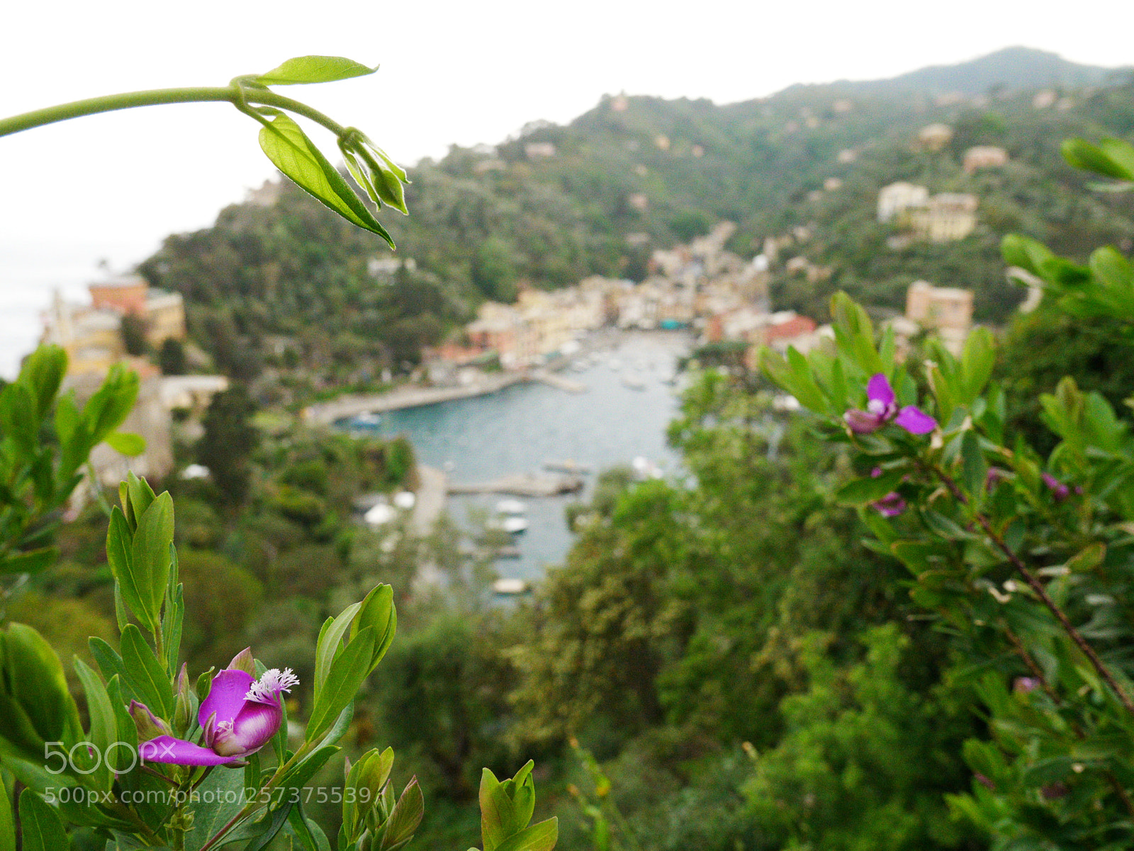 Panasonic Lumix DMC-GX85 (Lumix DMC-GX80 / Lumix DMC-GX7 Mark II) sample photo. Flower in portofino photography