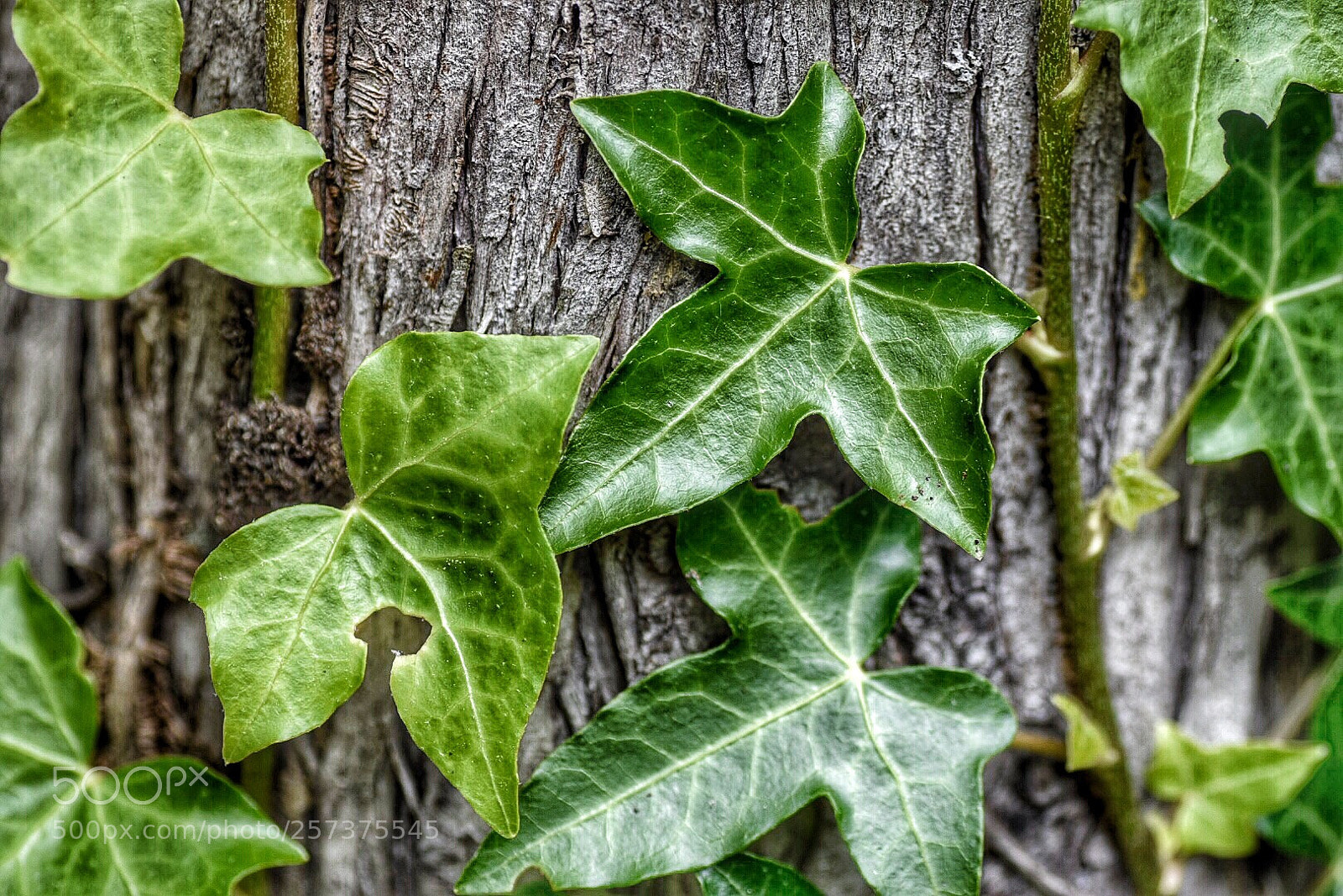 Nikon D5500 sample photo. Ivy love photography