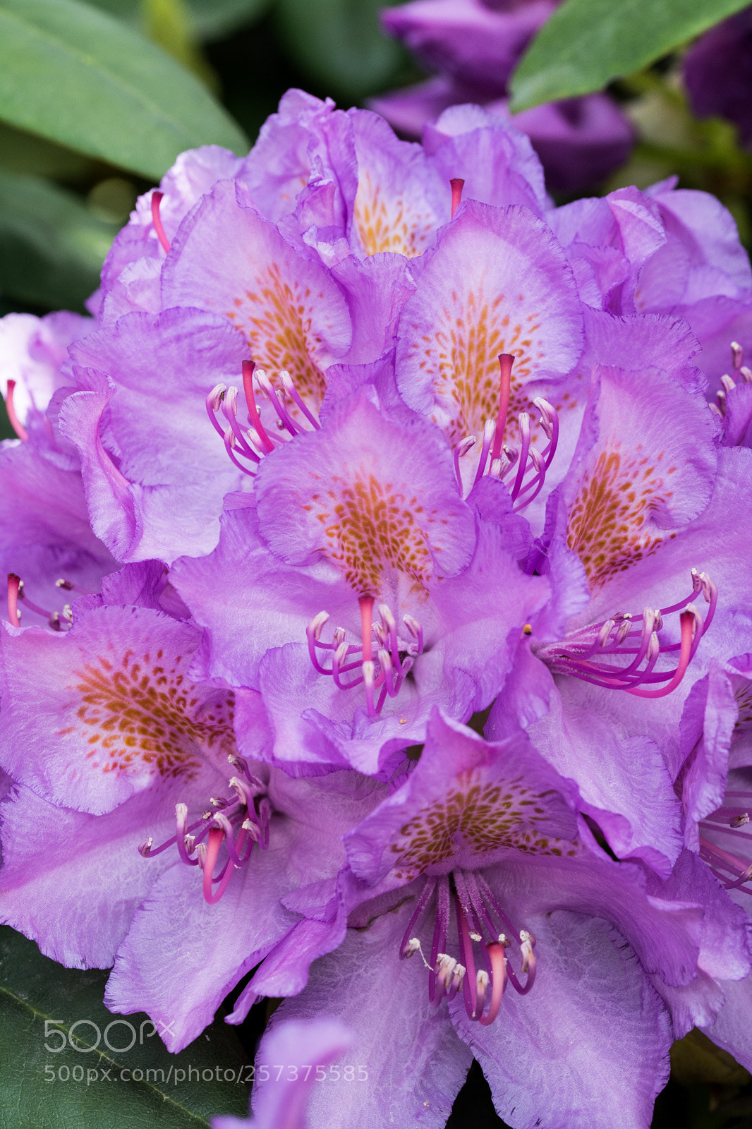 Nikon D7100 sample photo. Flowers photography
