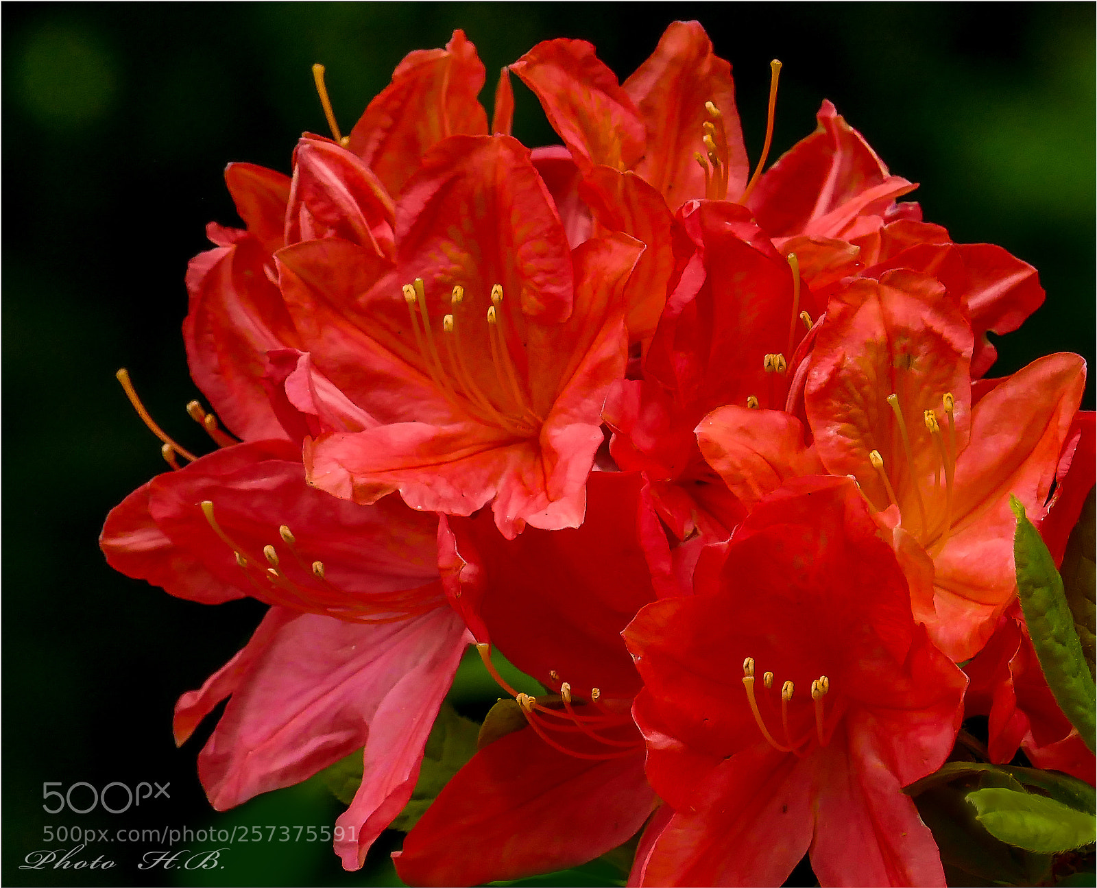 Panasonic Lumix DMC-FZ1000 sample photo. Red beauty photography