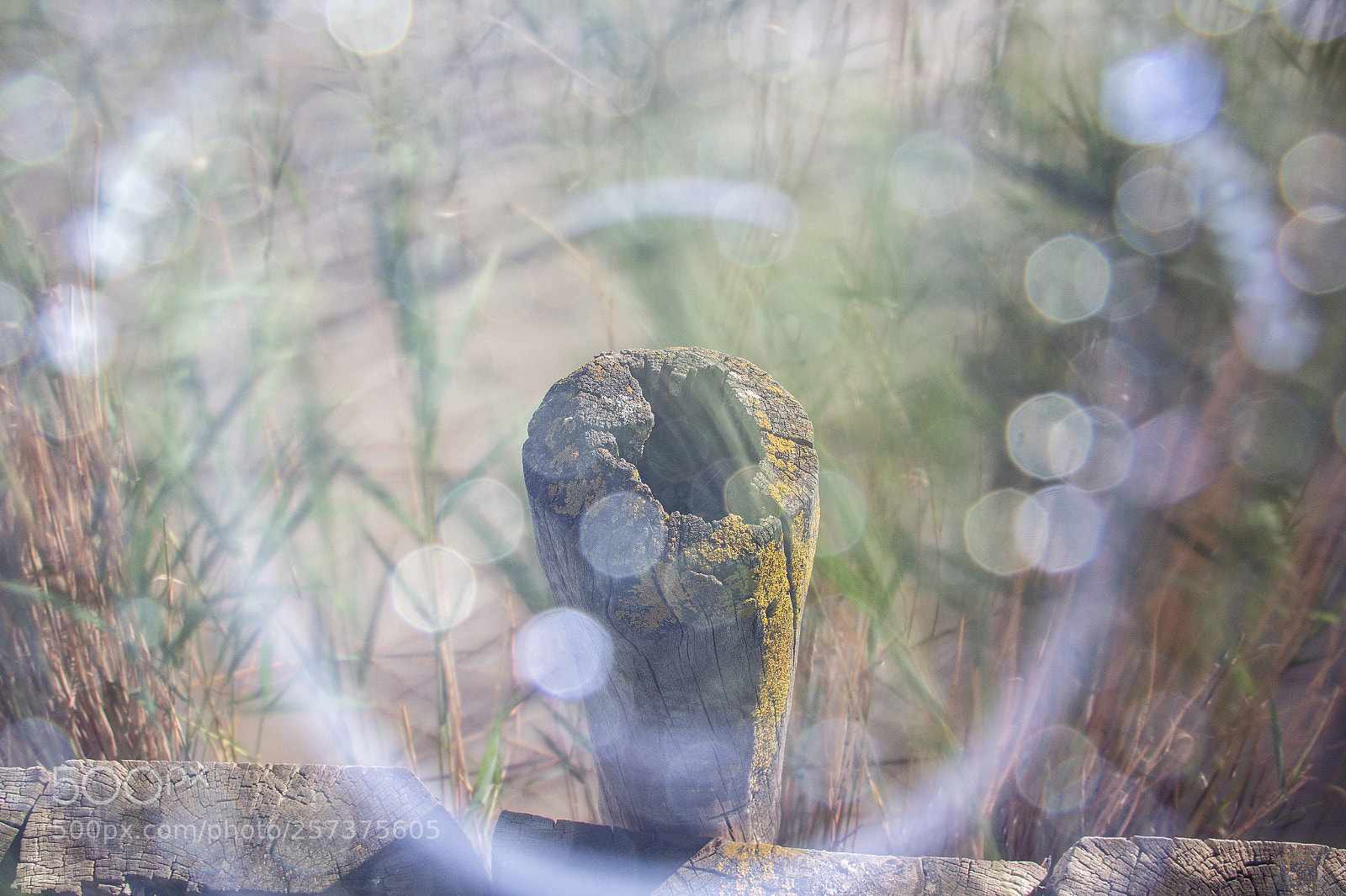 Canon EOS 60D sample photo. Dreaming photography