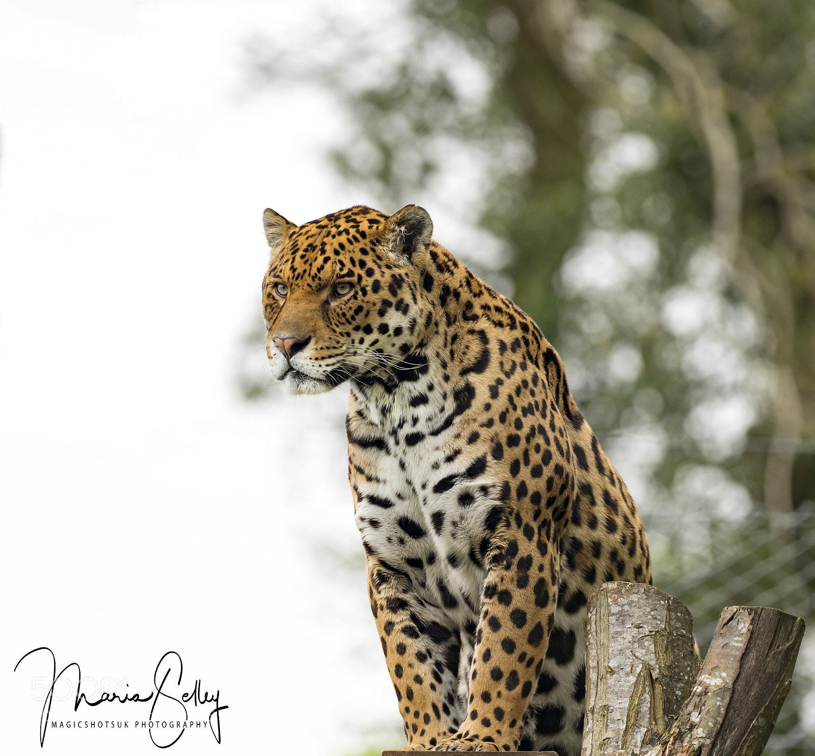 Olympus OM-D E-M1 Mark II sample photo. Handsome chincha photography