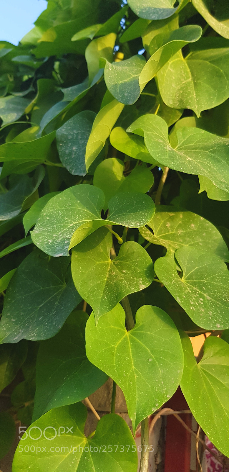 Samsung Galaxy S8+ sample photo. Untitled photography