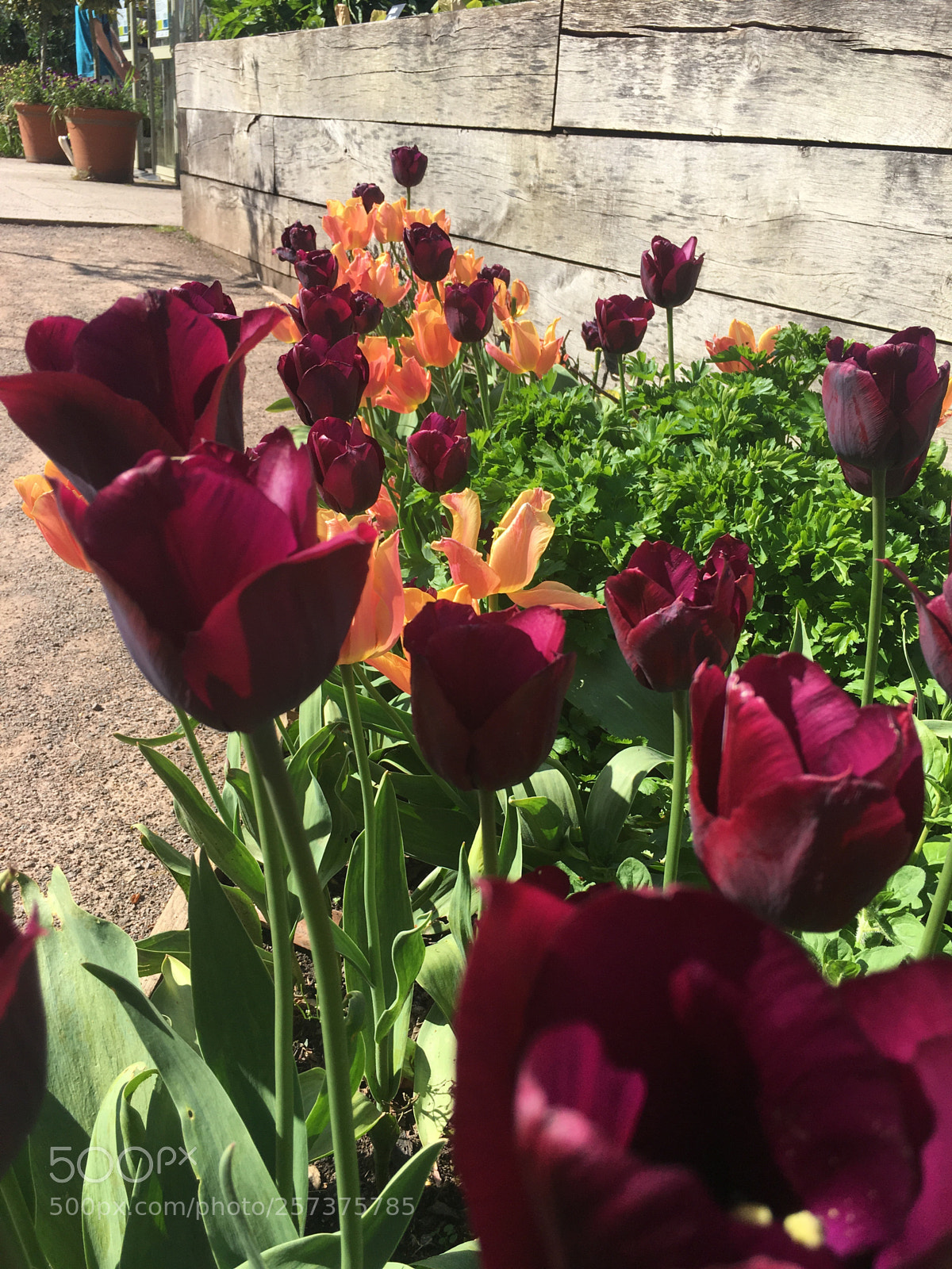 Apple iPhone 6s sample photo. Tulips photography