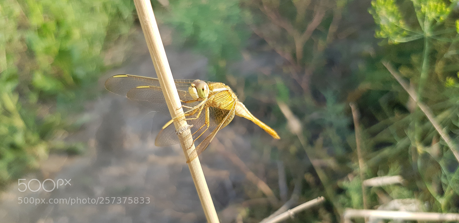 Samsung Galaxy S8+ sample photo. Untitled photography